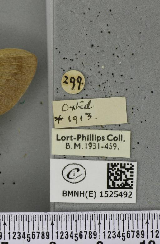 Macrothylacia rubi (Linnaeus, 1758) - BMNHE_1525492_label_196123