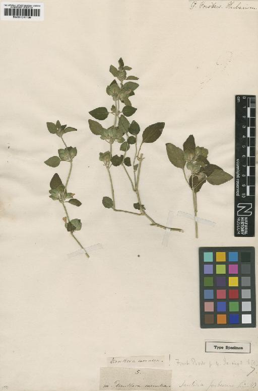 Dicliptera pubescens Juss. - BM001041139.tif