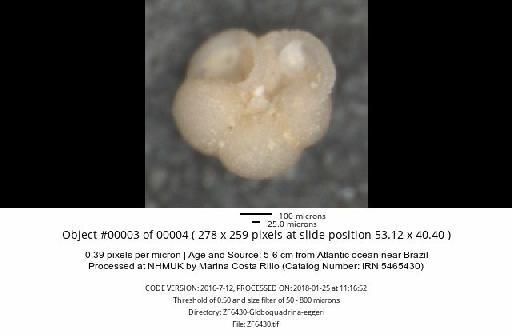 Neogloboquadrina dutertrei (d'Orbigny) - ZF6430-Globoquadrina-eggeri_obj00003_plane000.jpg