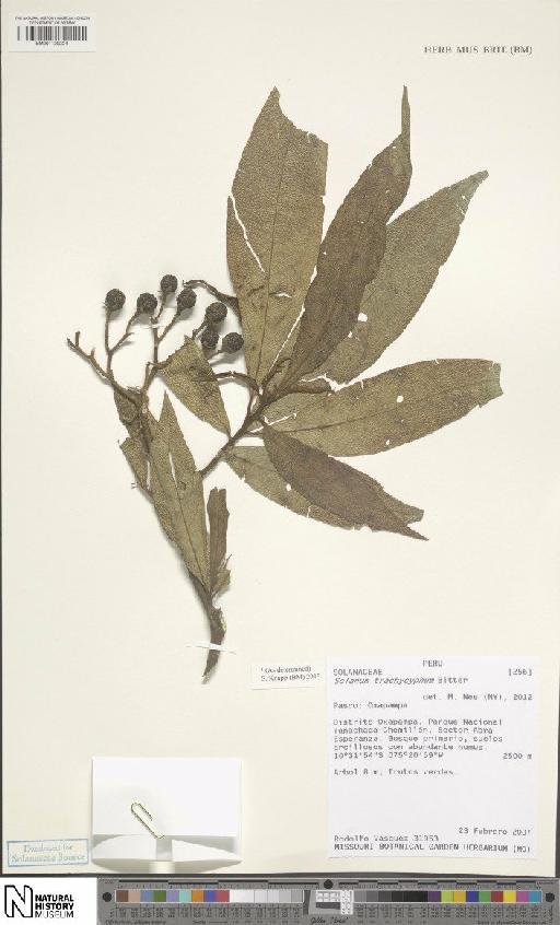 Solanum trachycyphum Bitter - BM001120224