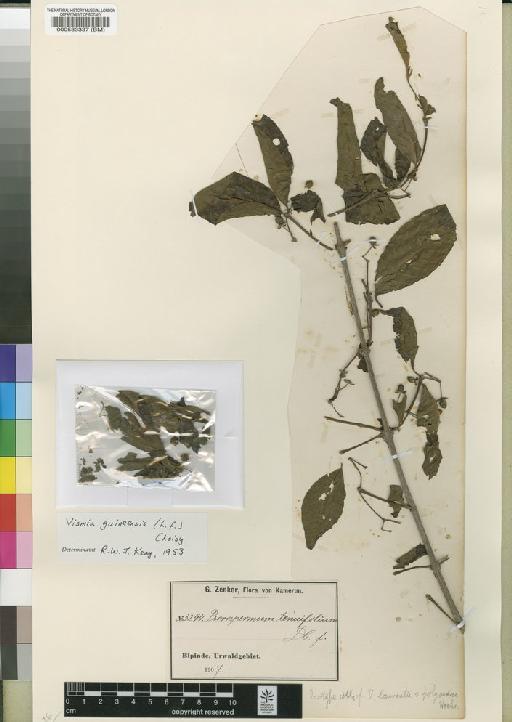 Vismia guianensis (Aubl.) Choisy - BM000583337