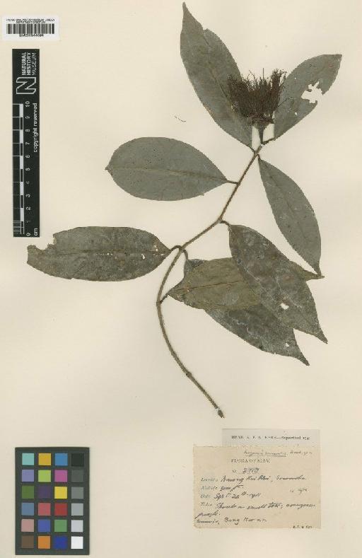 Eugenia siamensis Craib - BM000944094