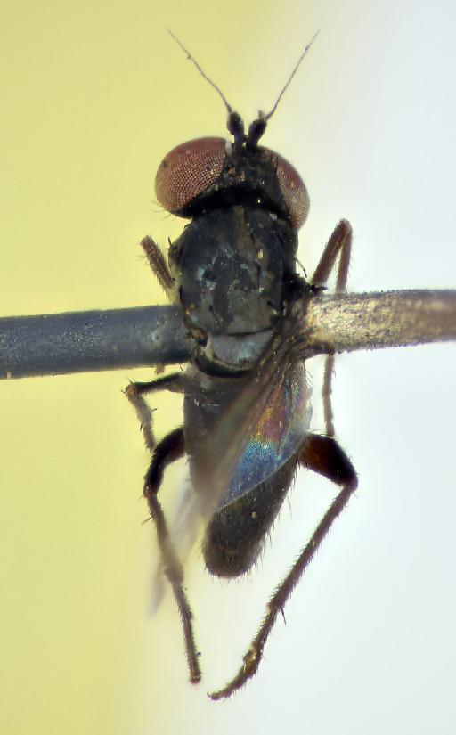 Cryptophleps nigrihalteratus Lamb, 1922 - BMNH(E) 249003 dorsal