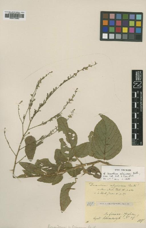 Desmodium rubiginosum Benth. - BM001024552