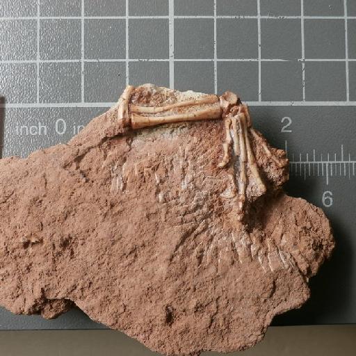 Clevosaurus hudsoni Swinton, 1939 - Cleveosaurus sp. limb on block of matrix