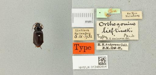 Orthogonius lieftincki Andrewes, 1936 - 013460694_769981_947148