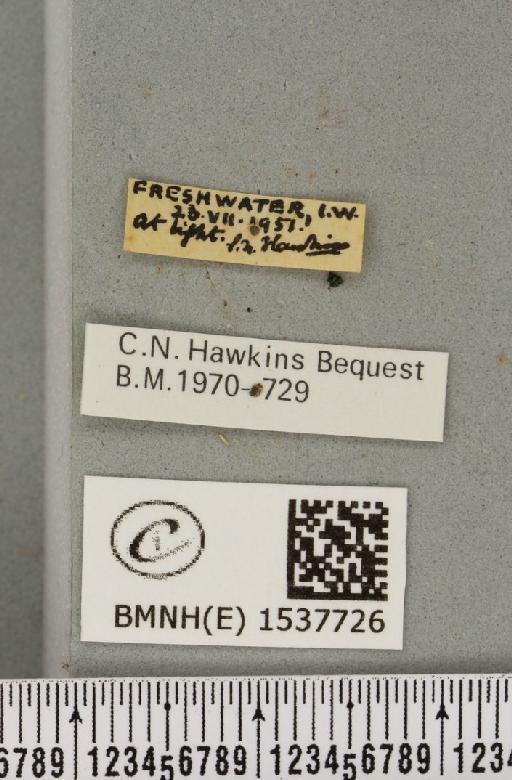 Habrosyne pyritoides (Hufnagel, 1766) - BMNHE_1537726_label_201726