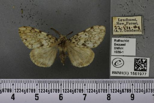 Lymantria monacha (Linnaeus, 1758) - BMNHE_1561977_251677