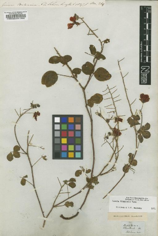 Chamaecrista hispidula (Vahl) H.S.Irwin & Barneby - BM000065089