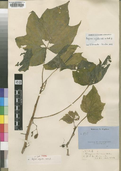 Begonia oxyloba Welw. - BM000566940