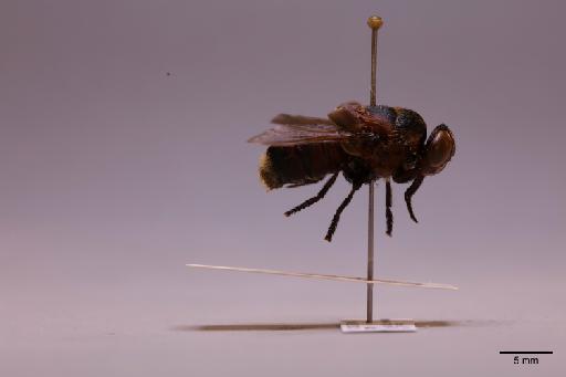 Metacuterebra Bau, 1929 - 013622506_lateral