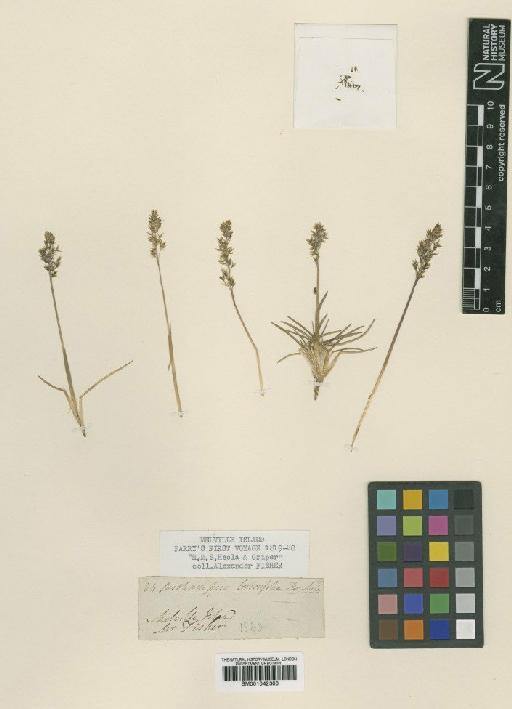 Deschampsia brevifolia R.Br. - BM001042300