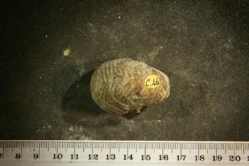 Cymatoceras deslongchampsianum (d'Orbigny) - PI C 46 Cymatoceras deslongshampsianum