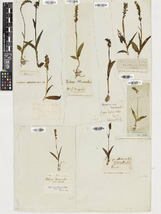 Herminium monorchis (L.) R.Br. - BM001080540