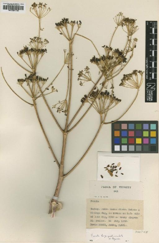 Ferula longipedunculata Pesmen - BM000944769