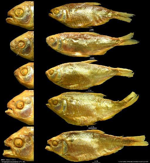 Tetragonopterus cordovae Günther, 1880 - BMNH 1872.11.4.4-11 Tetragonopterus cordovae, SYNTYPE