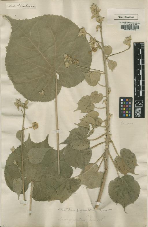 Abutilon giganteum (Jacq.) Sweet - BM000645025