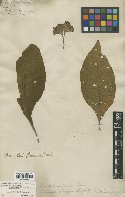 Aegiphila integrifolia (Jacq.) Moldenke - BM000884565