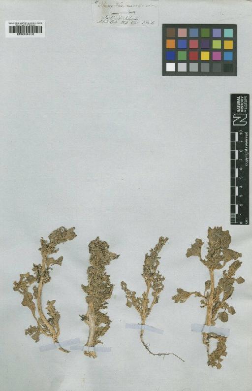 Chenopodium macrospermum Hook.f. - BM000993193