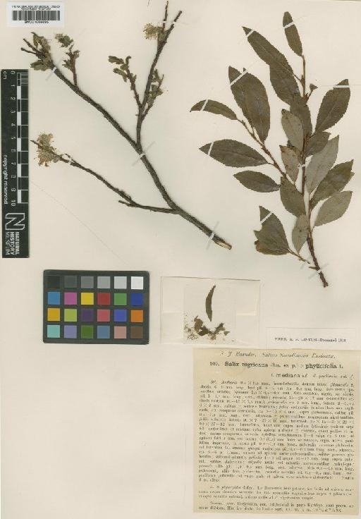 Salix nigricans Sm. - BM001066895