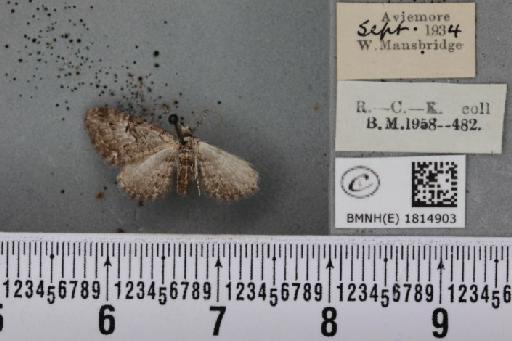 Eupithecia pusillata (Denis & Schiffermüller, 1775) - BMNHE_1814903_384698