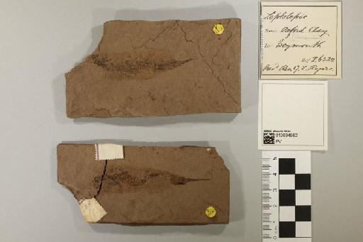 Leptolepis Agassiz, 1843 - 010034862_L010097767