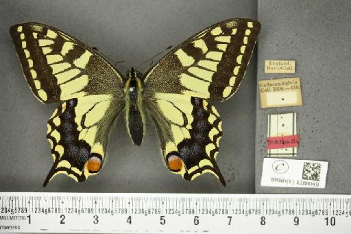 Papilio machaon britannicus Seitz, 1907 - BMNHE_1288049_126825