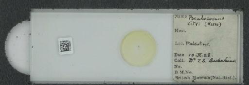 Planococcus citri Risso, 1813 - 010139094_117334_1101300