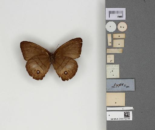 Euptychia insignis Butler, 1867 - 014172510_Euptychia_insignis_Ventral