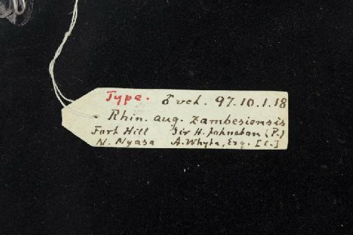 Rhinolophus augur zambesiensis Andersen,  1904 - 1897_10_1_18-Rhinolophus_augur_zambesiensis-Holotype-Skull-label