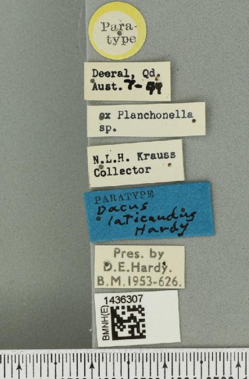 Bactrocera (Bactrocera) laticauda (Hardy, 1950) - BMNHE_1436307_label_32494