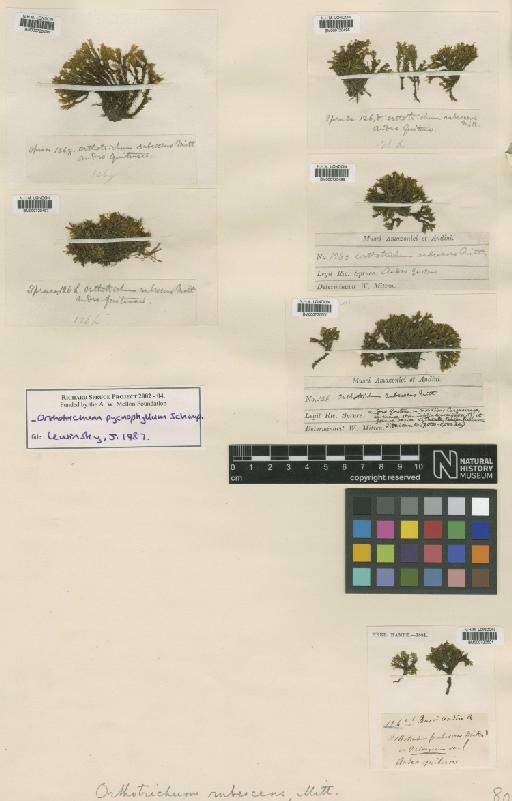Orthotrichum rubsescens Mitt. - BM000720500_a