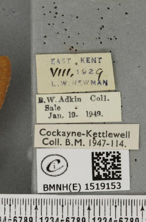 Lasiocampa trifolii flava Chalmers-Hunt, 1962 - BMNHE_1519153_label_192502