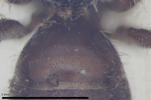 Melitta villosula Kirby, 1802 - 013380582-NHMUK-Melitta_villosula-lectotype-male-t1-dorsal-8_0x