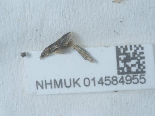 Chrysoesthia sexguttella (Thunberg, 1794) - 014584955_2