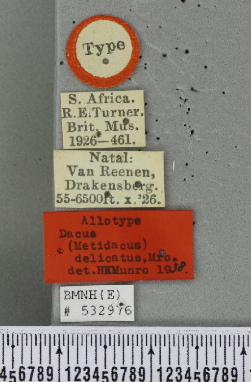 Dacus (Metidacus) delicatus Munro, 1939 - BMNHE_532976_label_39796