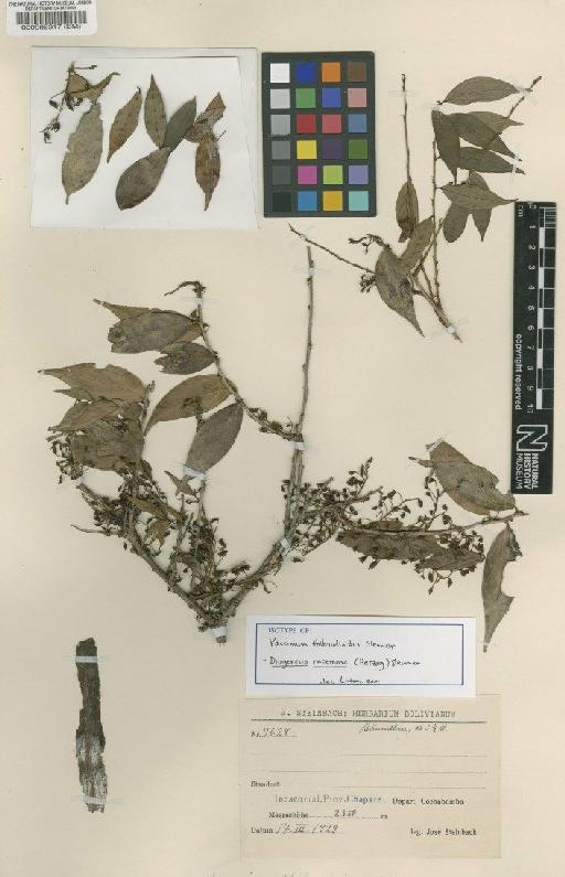 Diogenesia racemosa (Herzog) Sleumer - BM000582317