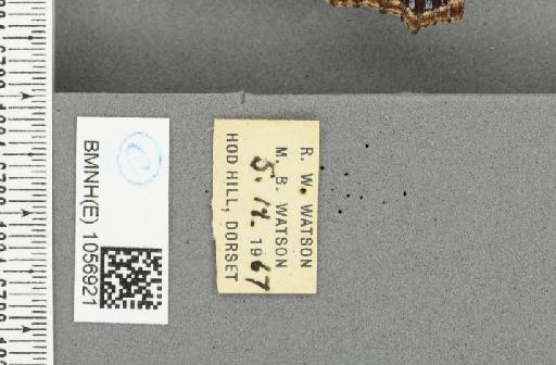 Aglais urticae ab. radiata Raynor, 1909 - BMNHE_1056921_label_46583