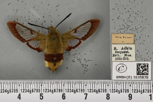 Hemaris fuciformis (Linnaeus, 1758) - BMNHE_1635878_205546