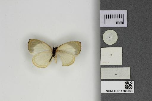 Liptena decipiens etoumbi Stempffer, Bennett & May, 1974 - 014185038_Liptena_decipiens_etoumbi_Ventral