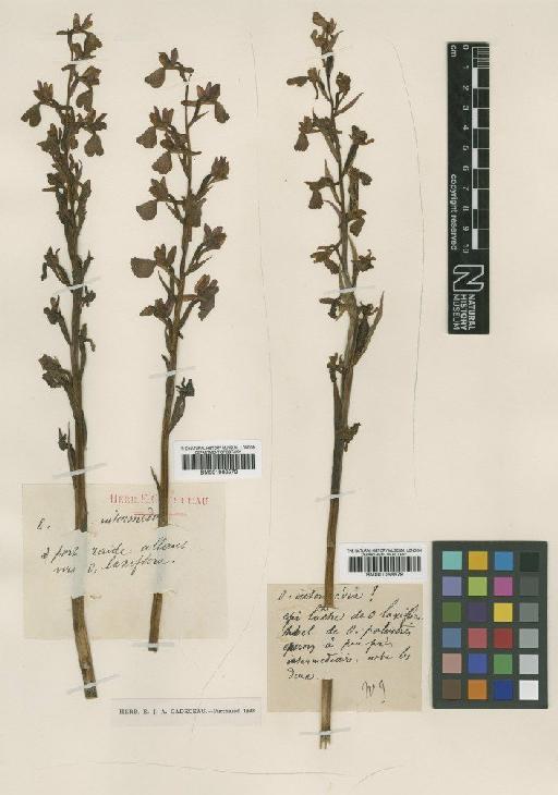 Orchis laxiflora subsp. palustris (Jacq.) Bonnier & Layens - BM001066579