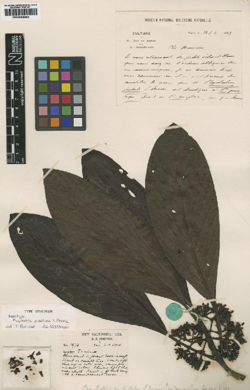 Psychotria pubituba S.Moore - BM000895899