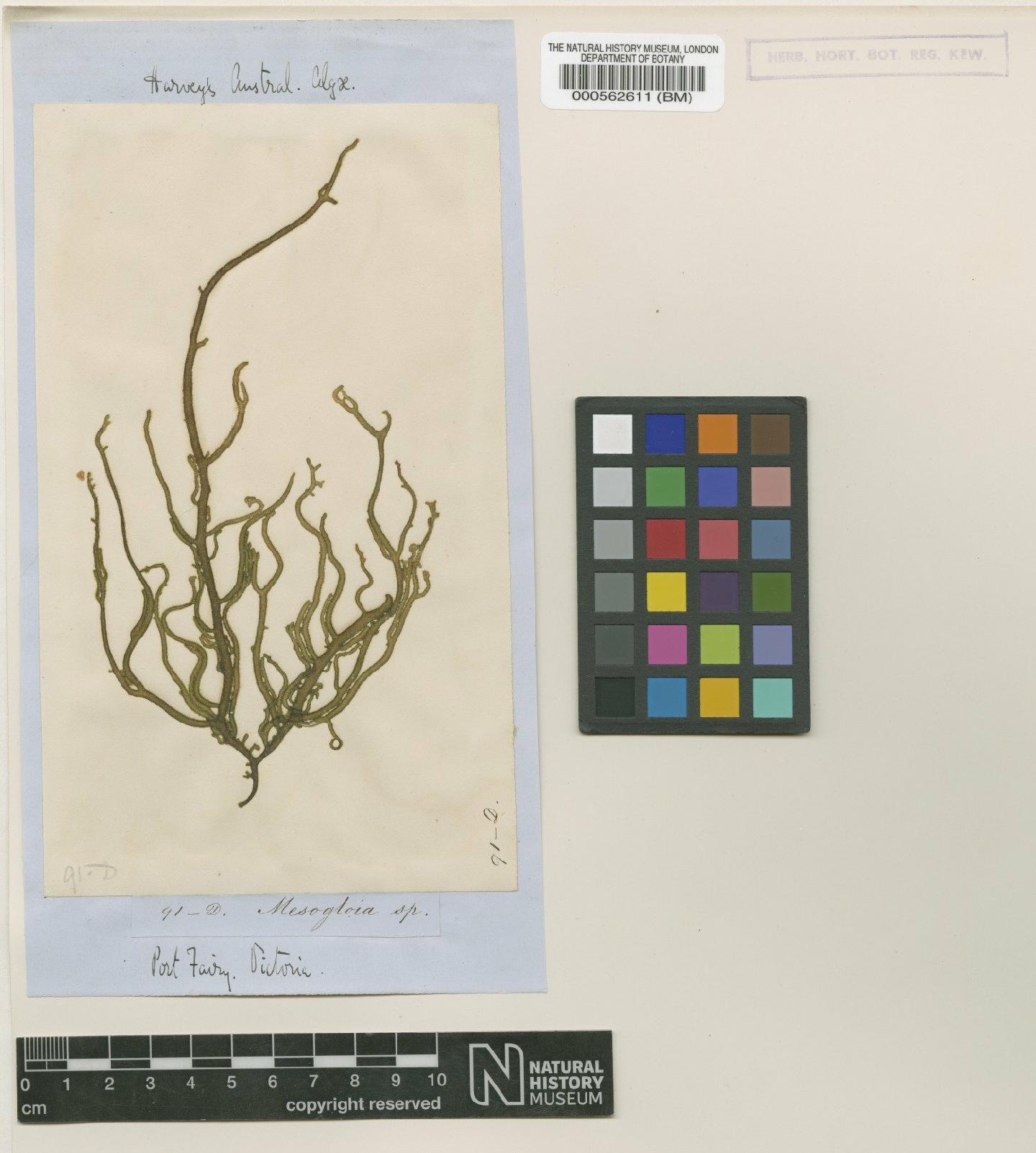 To NHMUK collection (Cladosiphon vermicularis (J.Agardh) Kylin; TYPE; NHMUK:ecatalogue:4721795)