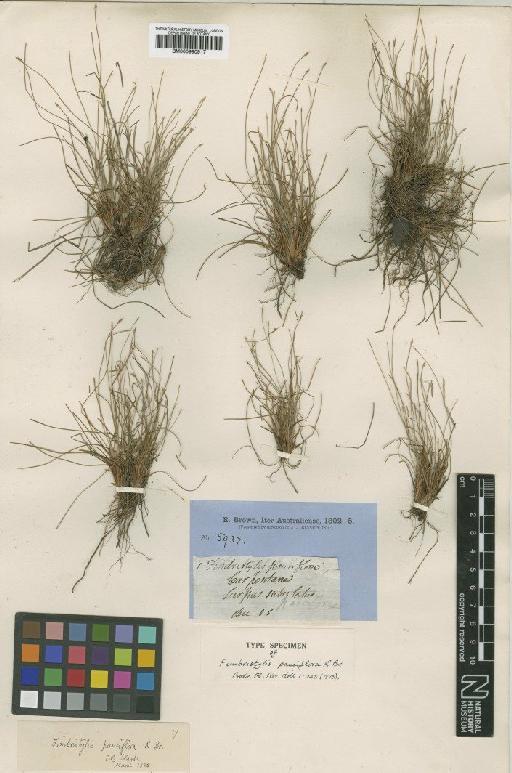 Fimbristylis pauciflora R.Br. - BM000990917