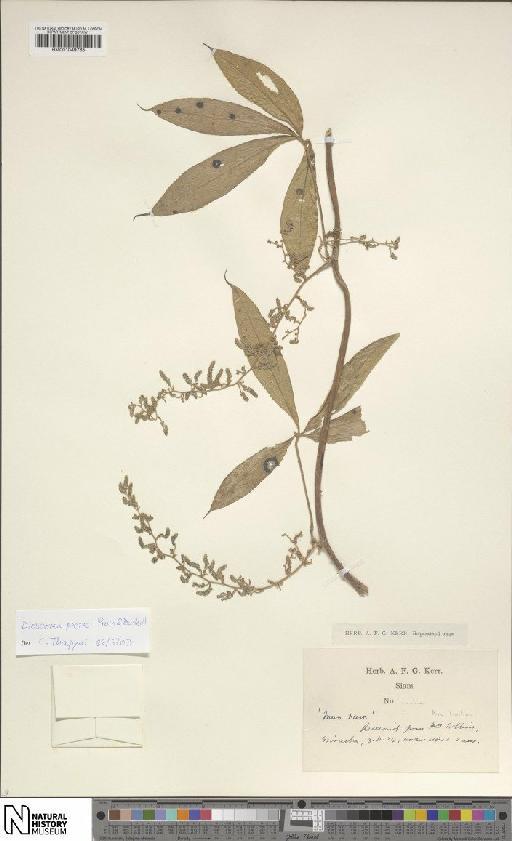 Dioscorea pierrei Prain & Burkill - BM001049765