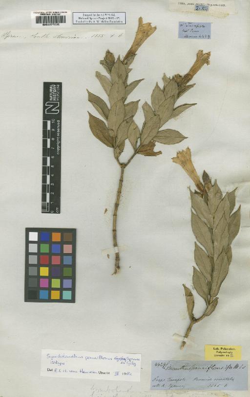 Lisianthius pauciflorus Spruce - BM000777325
