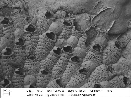 Cribrilina spitzbergensis Norman, 1903 - Cribrilina_spitzbergensis_msj06278