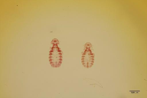 Pectenosoma verrucosa subparva Guimaraes & Hopkins, 1949 - 010683394_specimen