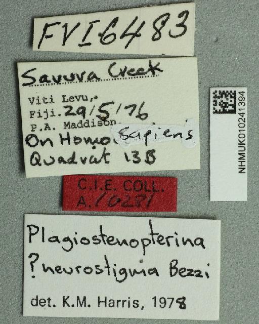 Meringomeria neurostigma (Bezzi, 1928) - Meringomeria neurostigma NHMUK 010241394 nontype male labels