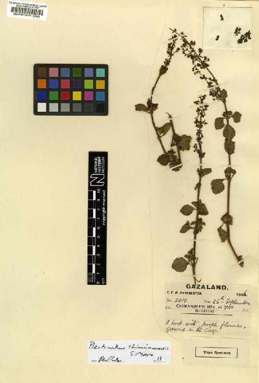 Plectranthus chimanimanensis S.Moore - BM000564030